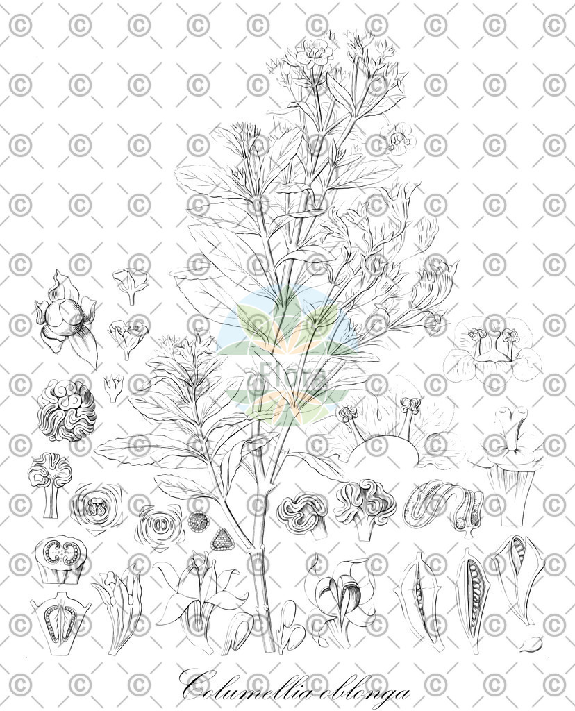 HistAbb_wfo-0000918275_2_ENZY_Simple | Historische Abbildung von Columellia oblonga - Columelliaceae | Historical Illustration of Columellia oblonga - Columelliaceae