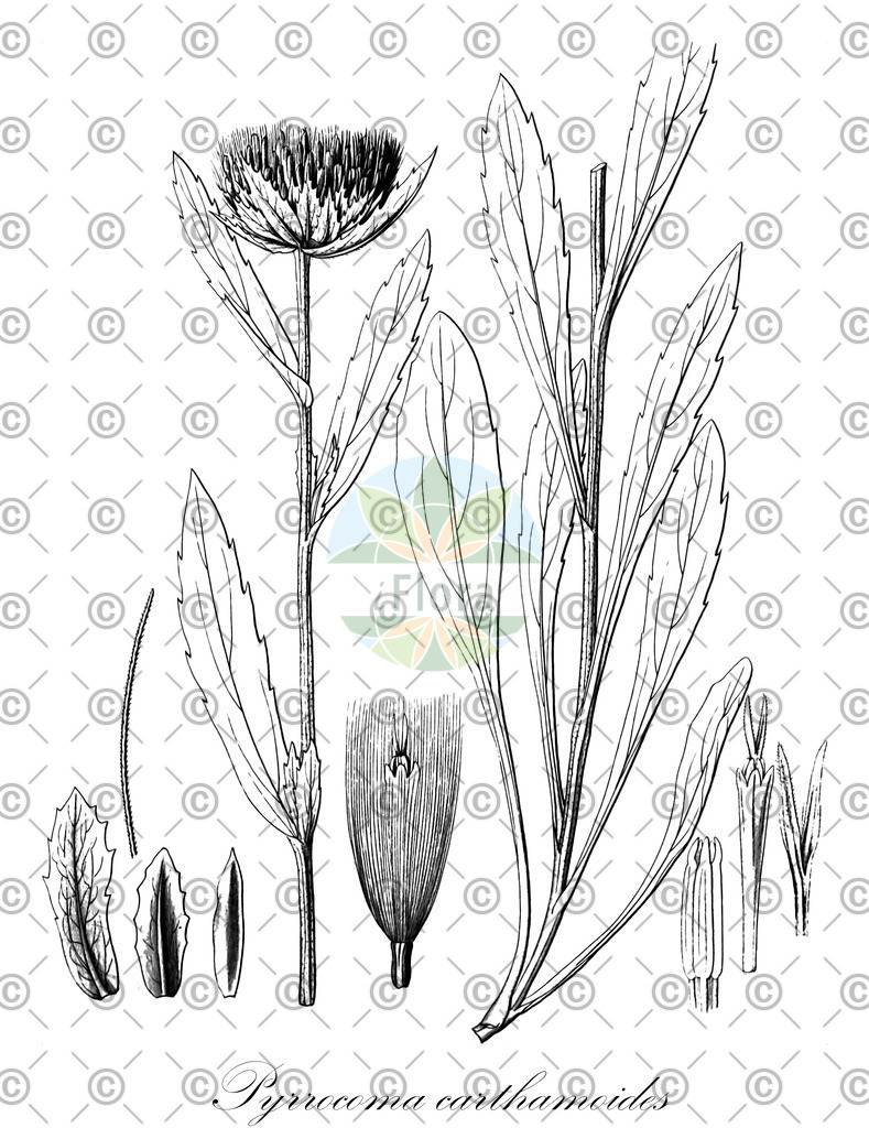 HistAbb_wfo-0001134586_1_ENZY_Simple | Historische Abbildung von Pyrrocoma carthamoides - Asteraceae | Historical Illustration of Pyrrocoma carthamoides - Asteraceae