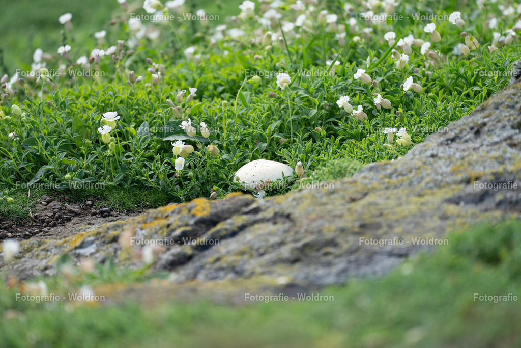 20230815 Isle of Sky - St.Andrews - Dundee-68 | Fotografie Woldron