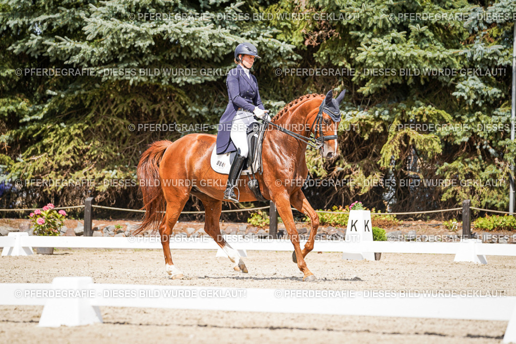 DSC06279 | Pferdegrafie