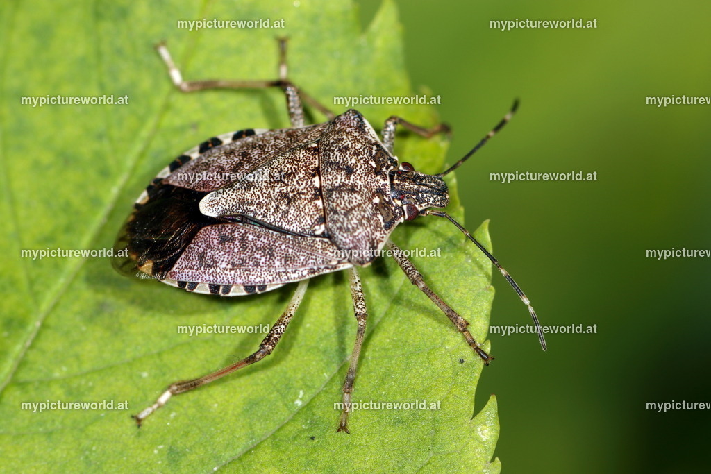 Halyomorpha halys-009 | Das Bilderarchiv über Tiere, Planzen und Landschaften. In der Bilddatenbank finden Sie ein große Auswahl an hochwertigen Bilder für Ihre Werbung - Realized with Pictrs.com