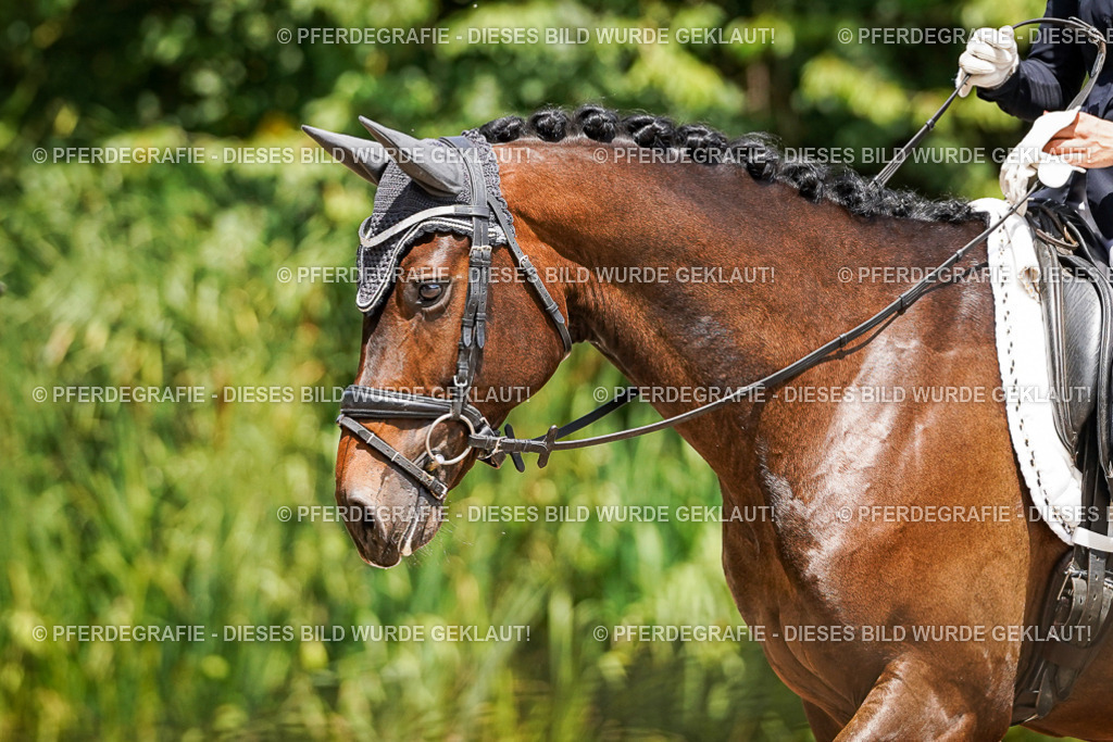 DSC01504 | Pferdegrafie