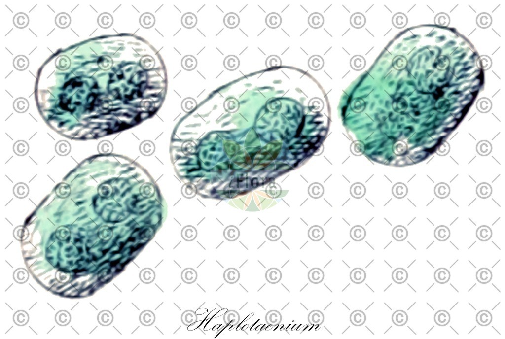HistAbb_4TNQ_1_ENZY_Simple | Historische Abbildung von Haplotaenium - Desmidiaceae (0) | Historical Illustration of Haplotaenium - Desmidiaceae (0)