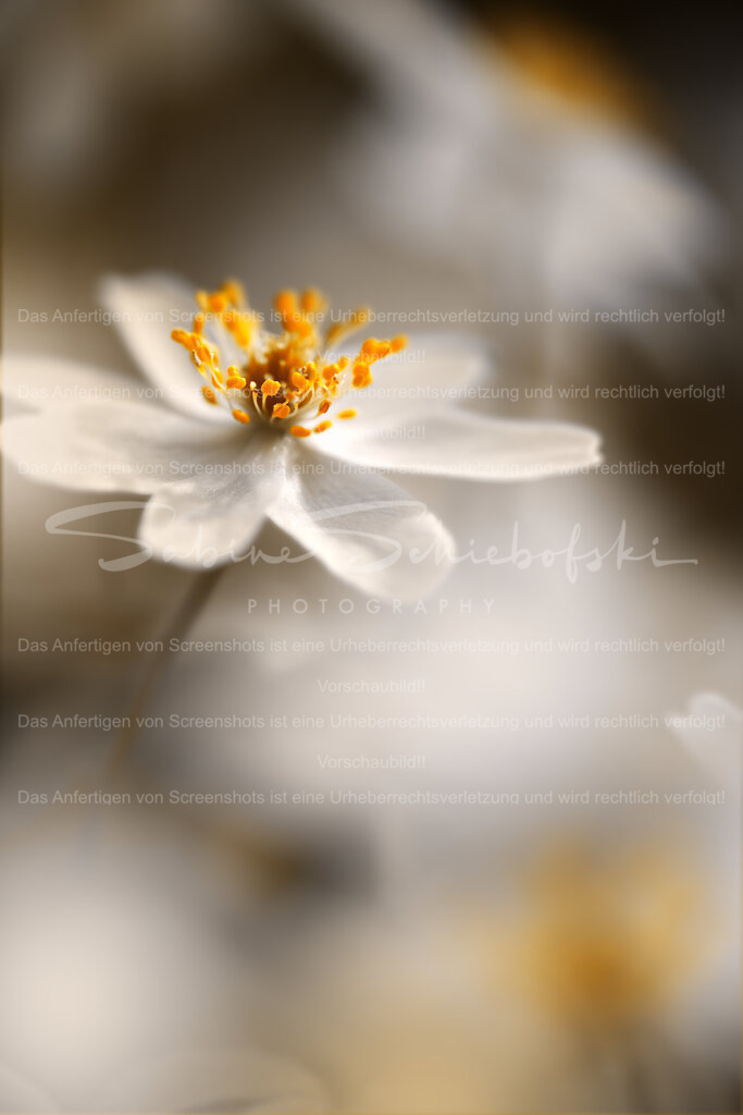 Buschwindröschen | Eine Buschwindröschenblüte in Großaufnahme mit detailreichen gelben Pollen - Realisiert mit Pictrs.com