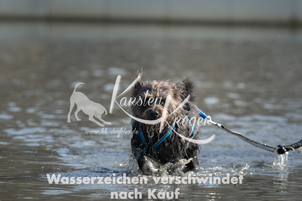 1304_ZZ94475 | kk-dogfotos