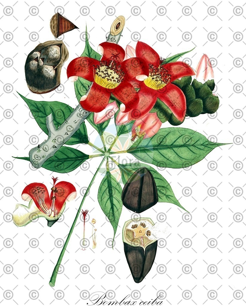 HistAbb_wfo-0000568369_2_ENZY_Simple | Historische Abbildung von Bombax ceiba - Malvaceae | Historical Illustration of Bombax ceiba - Malvaceae