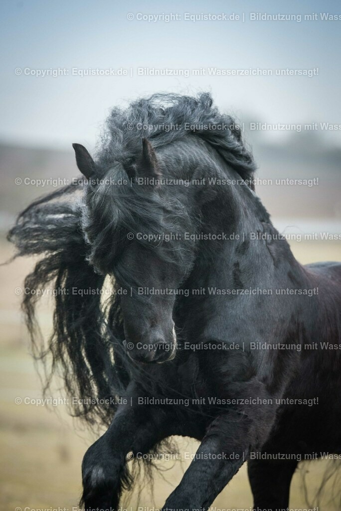 20150217_TOMsPiC_0009 | equistock