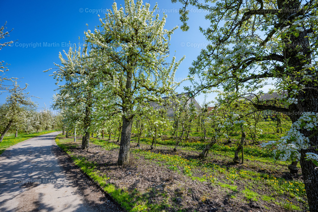 Wisch Kirschblüte Birnenblüte_ELS_9915230423 | Fotos aus den Touristenorten aus Norddeutschland. - Realisiert mit Pictrs.com
