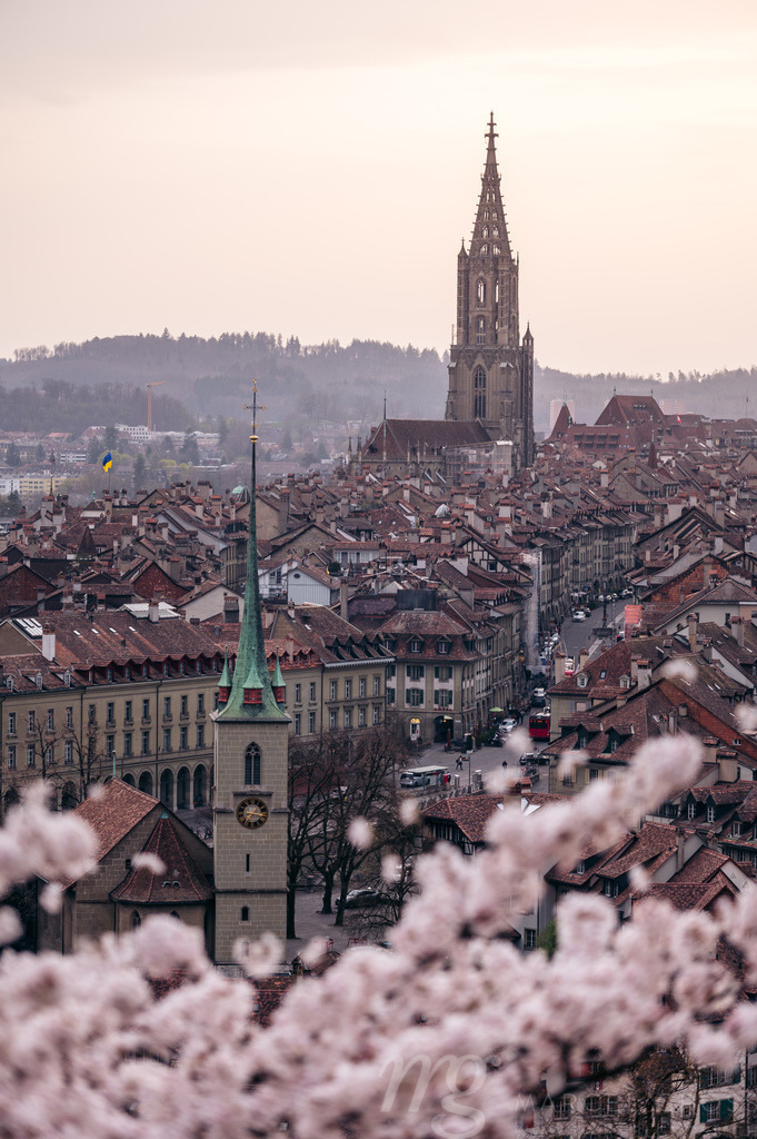 Sakura (cherry blossom) in Bern with Berner Münster | Die ideale Geschenkidee für Naturliebhaber. Naturbilder von Marcel Gross Photography für ihr Zuhause in den verschiedensten Formaten und Materialien. - Realisiert mit Pictrs.com