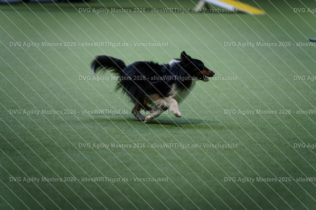 allesWIRTHgut_Tierfotografie-DVG_Agility_Masters_2026-13_20-7R502993 | Professionelle Tierfotografie in Mönchengladbach von Daniel Wirth (allesWIRTHgut). Liebevolle & natürliche Bilder von Hunden & Katzen für unvergessliche Erinnerungen.