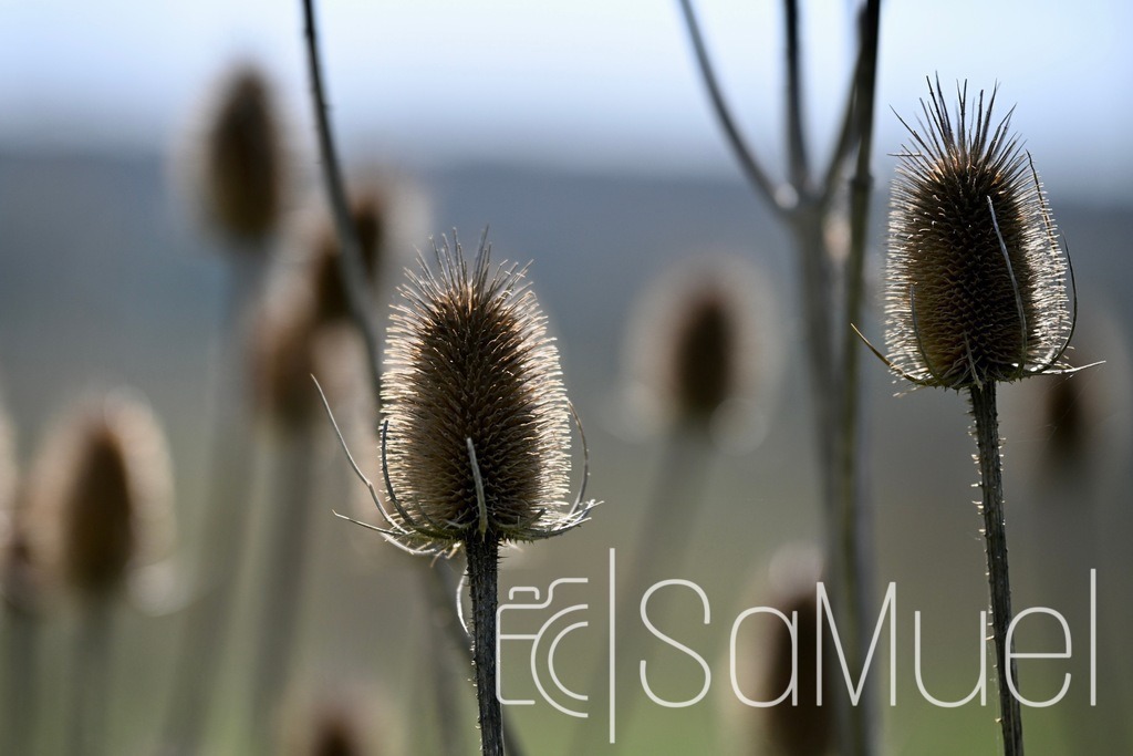 SML_6119 | Sa-Muel - Realisiert mit Pictrs.com