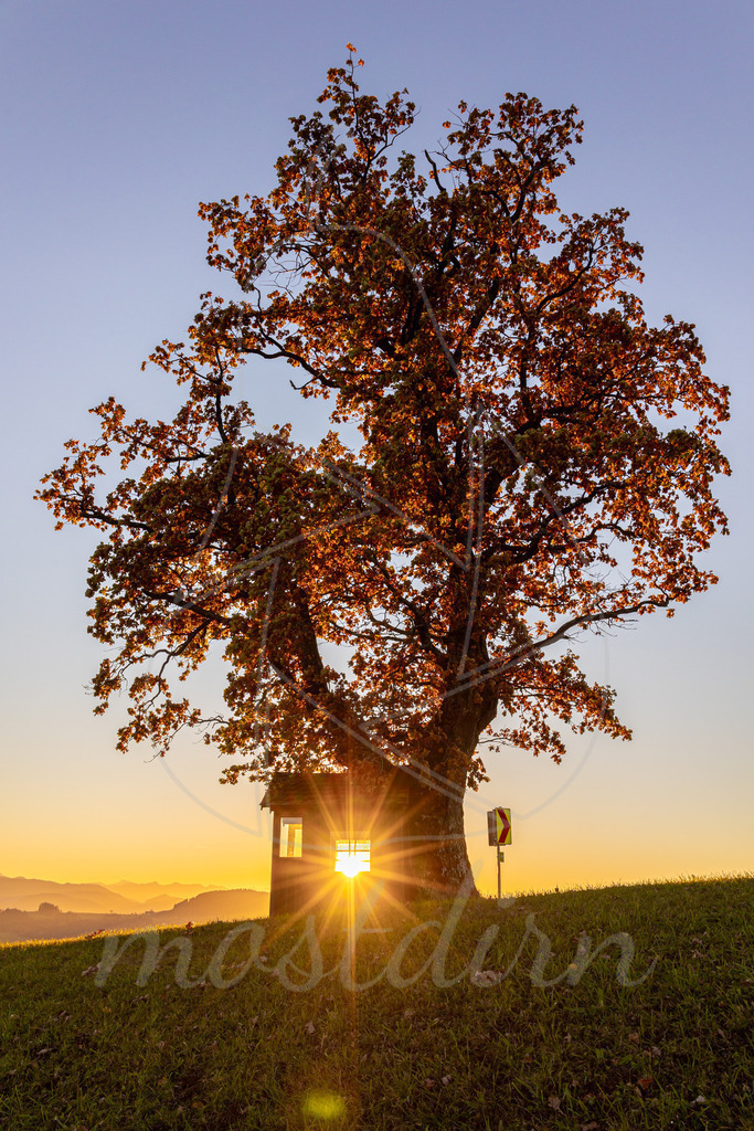 Bushittl am Franzenreitherberg | Bushittl with a View!!! - Realisiert mit Pictrs.com