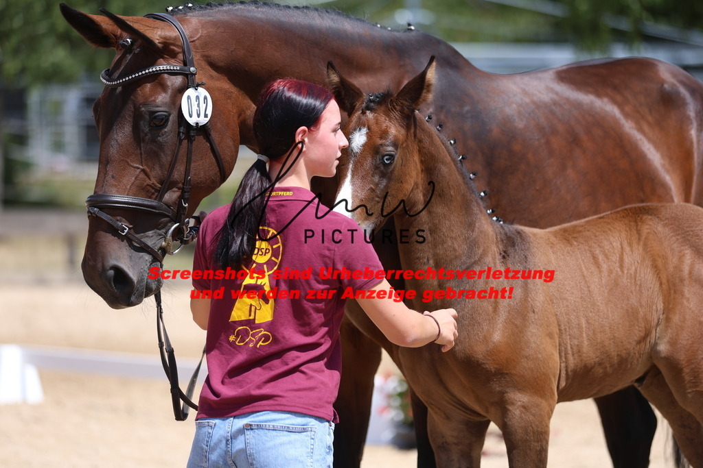 Fohlenschau_Schwäbisch_Hall_springbetonte_Fohlen_KN 32_24 | lmwpictures - Realisiert mit Pictrs.com