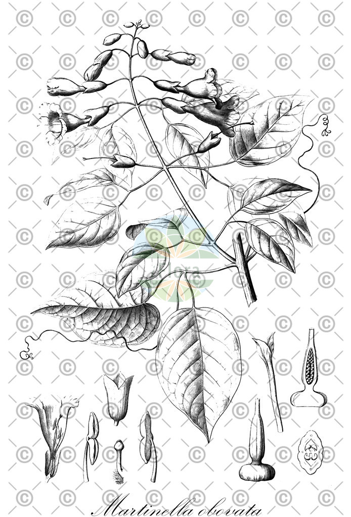 HistAbb_wfo-0000448611_1_ENZY_Simple | Historische Abbildung von Martinella obovata - Bignoniaceae | Historical Illustration of Martinella obovata - Bignoniaceae