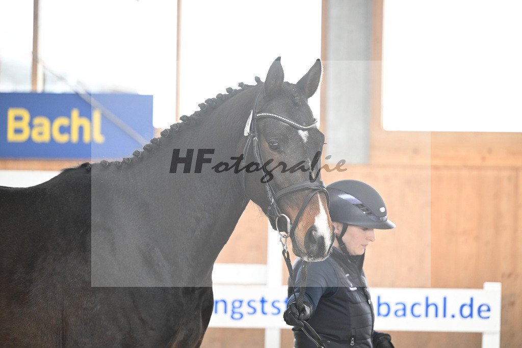 Kat-Nr. 15 Octopus v. Ostinato XX_Bray_14260712 | hf-fotografie - Realisiert mit Pictrs.com