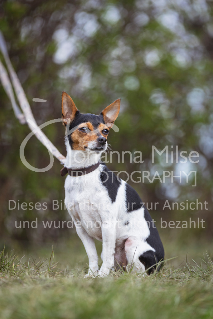 260404_Fruehlingsfest_Stil-A-431 | Deine schönsten Turniermomente als professionelle Fotos! Entdecke hochwertige Pferdesport-Fotografie im Online-Shop. Jetzt Fotos finden & bestellen!