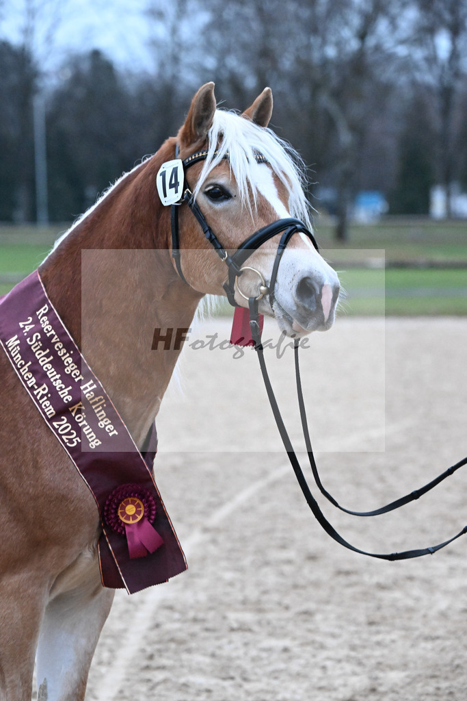 Kat-Nr. 14 Stefano Amore v. Steingold_Bachmann_48251969 | hf-fotografie - Realisiert mit Pictrs.com