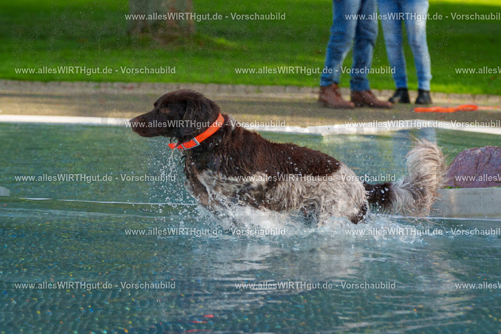 Hundeschwimmen_Grefrath_2026-allesWIRTHgut_Tierfotografie-15_41-FAY01308 | Professionelle Tierfotografie in Mönchengladbach von Daniel Wirth (allesWIRTHgut). Liebevolle & natürliche Bilder von Hunden & Katzen für unvergessliche Erinnerungen.