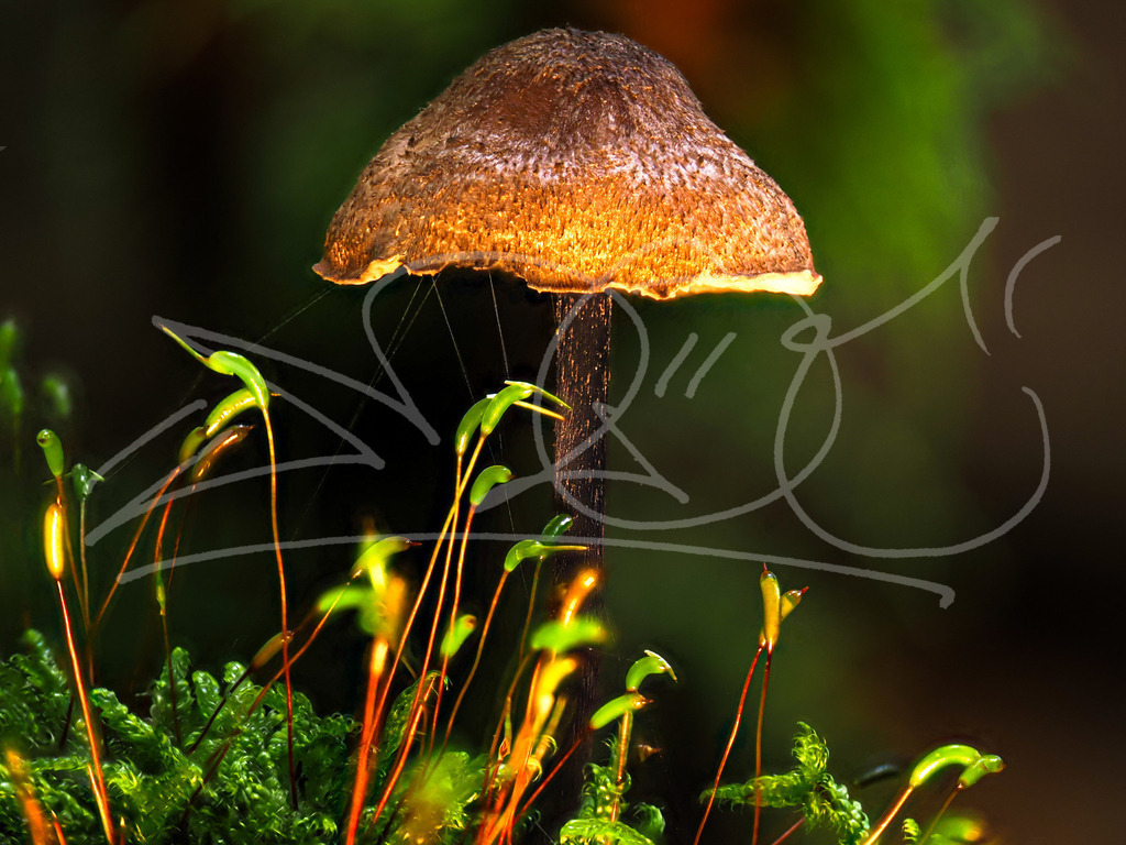 Pilz-Lampe  | Naturschönheiten aus Deutschland. Pflanzen und Tiere, Insekten und Naturschauspiele. Alle schönen Details, die uns umgeben, fotografiert von Michi Moc.  - Realisiert mit Pictrs.com