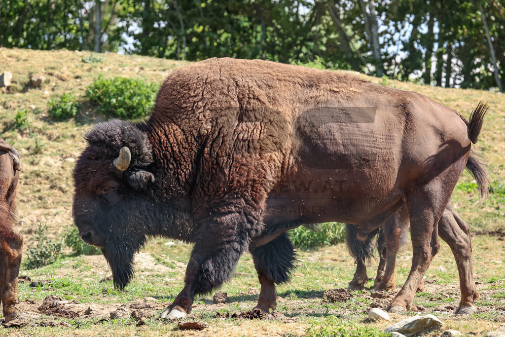 Bisons at Tierpark Herberstein // Bisons im Tierpark Herberstein | Bisons at Tierpark Herberstein in Styria, Austria. The scene shows the powerful animals in their enclosure and highlights their impressive appearance, calm presence and natural behavior in the zoo environment. // Bisons im Tierpark Herberstein in der Steiermark, Österreich. Die Szene zeigt die kraftvollen Tiere in ihrem Gehege und hebt ihr eindrucksvolles Erscheinungsbild, ihre ruhige Präsenz und ihr natürliches Verhalten im Tierpark hervor. - Realisiert mit Pictrs.com