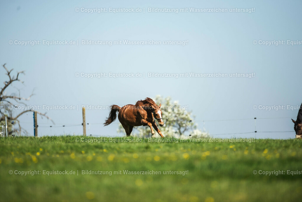 20210426_Pferd-auf-Koppel_0005 | equistock