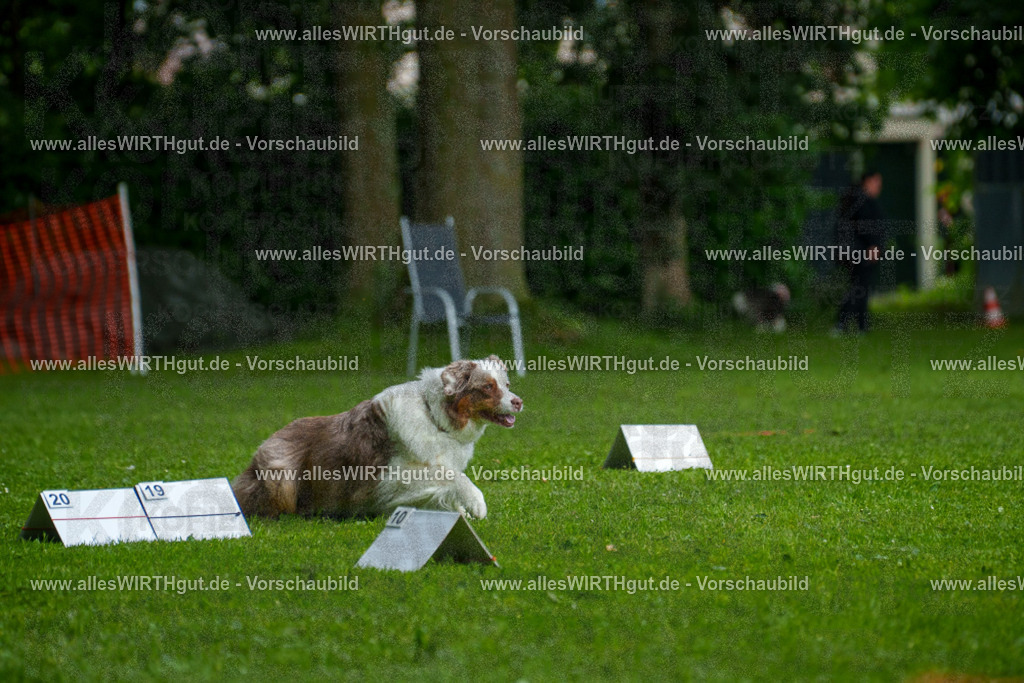 @allesWIRTHgut_Tierfotografie - www.allesWIRTHgut.de - 7R503329 | Professionelle Tierfotografie in Mönchengladbach von Daniel Wirth (allesWIRTHgut). Liebevolle & natürliche Bilder von Hunden & Katzen für unvergessliche Erinnerungen.