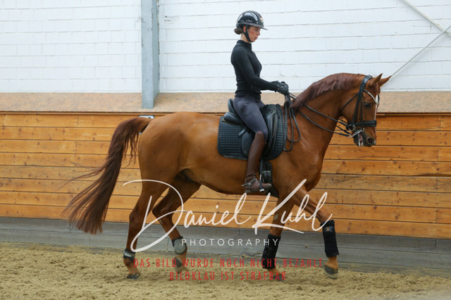 IMG_3887 | Turniersportfotografie; Pferdefotografie; Dressurfotografie