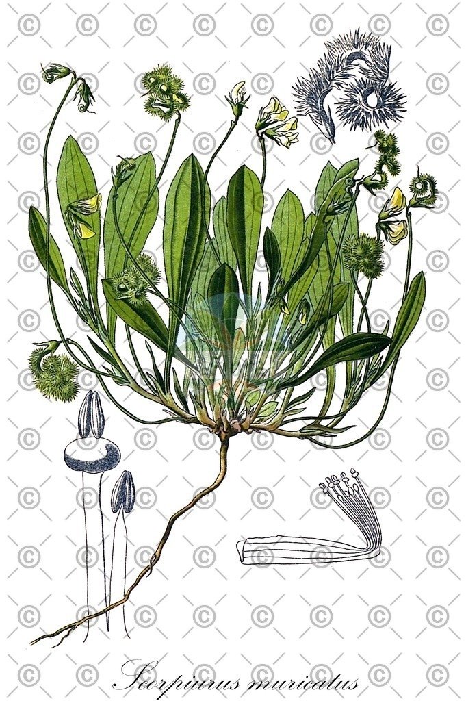 HistAbb_EMP_128171_7_ALPEN_Simple | Historische Abbildung von Scorpiurus muricatus - Fabaceae | Historical Illustration of Scorpiurus muricatus - Fabaceae