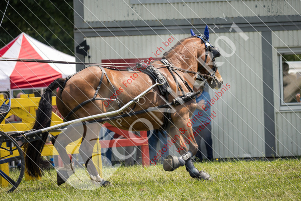 IMG_8643 | Sport-, Event- und Tierfotos in Profiqualität. Einfach auswählen, bestellen und herunterladen. Dein Moment – perfekt festgehalten.