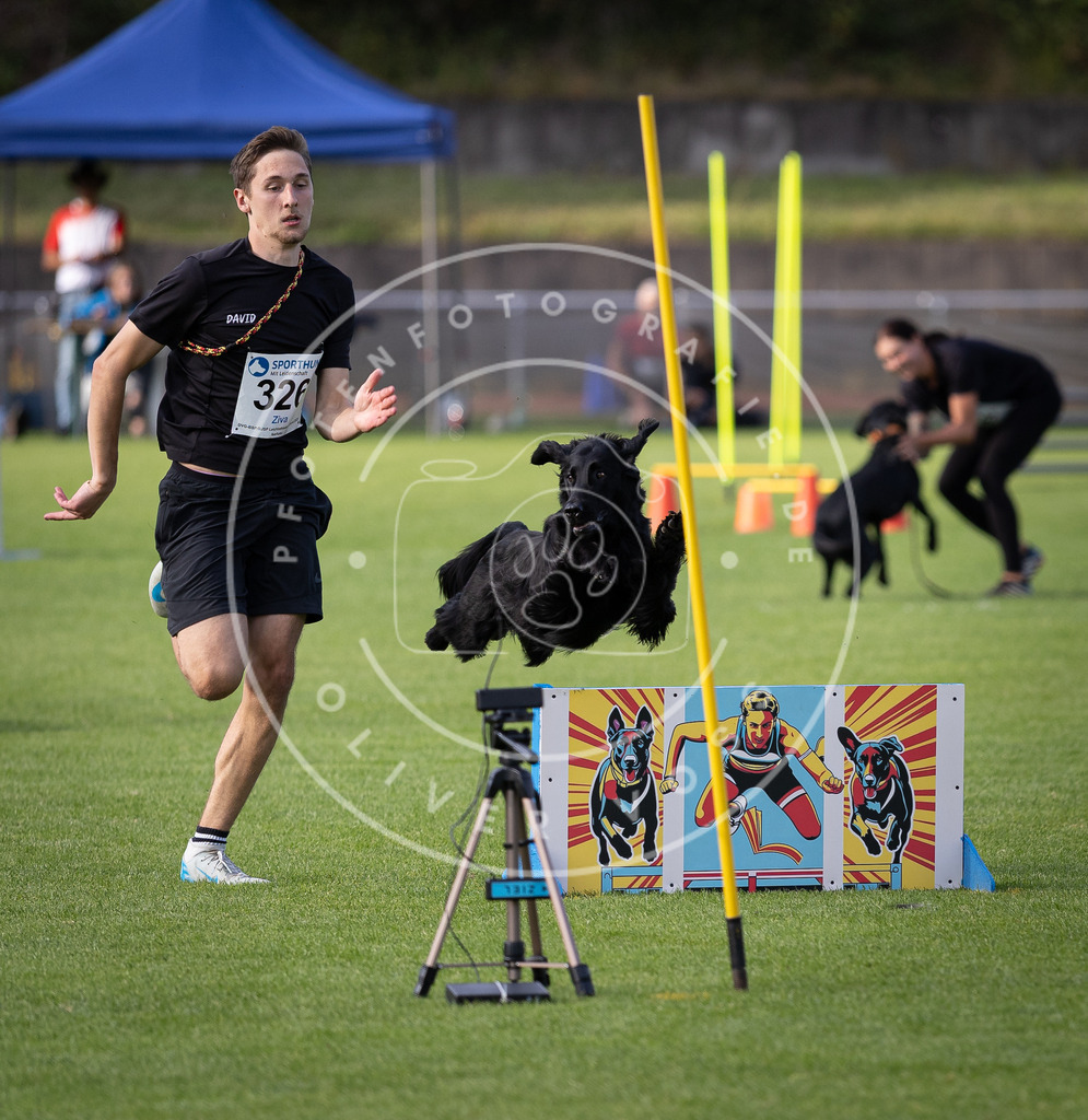 Pfotenfotografie_DV3A2902 | Hundefotografie, Tierfotograf, Pfotenfotografie, Fotoshooting Hund, Hunde Portrait, Hundesport, Hundeportraits, Heideshooting, Hunde, Sportfotograf, Hundefotograf, Turnierhundsport, THS,  - Realisiert mit Pictrs.com