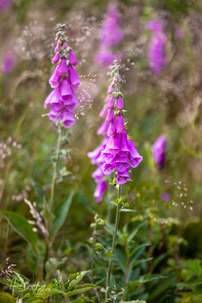 Roter Fingerhut | Roter Fingerhut - Realisiert mit Pictrs.com