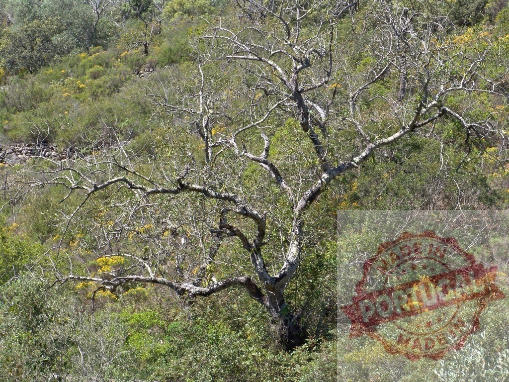 Dead tree with bare branches in forest hillside | Dead tree standing on a green hillside with dry branches against other vegetation - Realisiert mit Pictrs.com