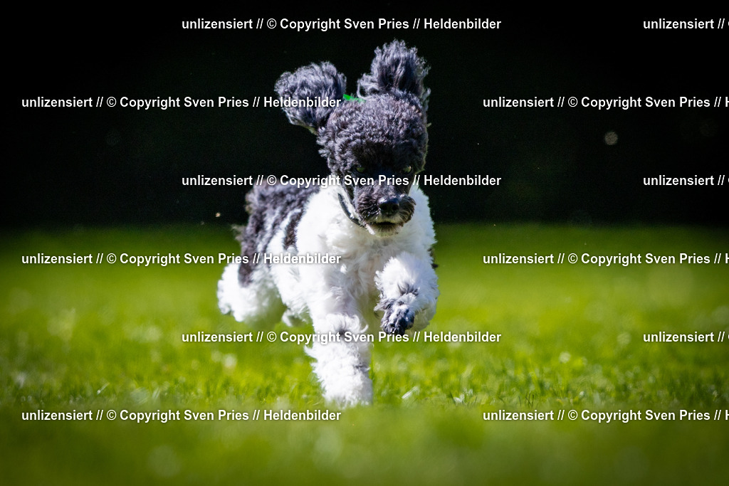 Sven Pries | 2025-08-10 - Hunderennen Durlach - Realisiert mit Pictrs.com