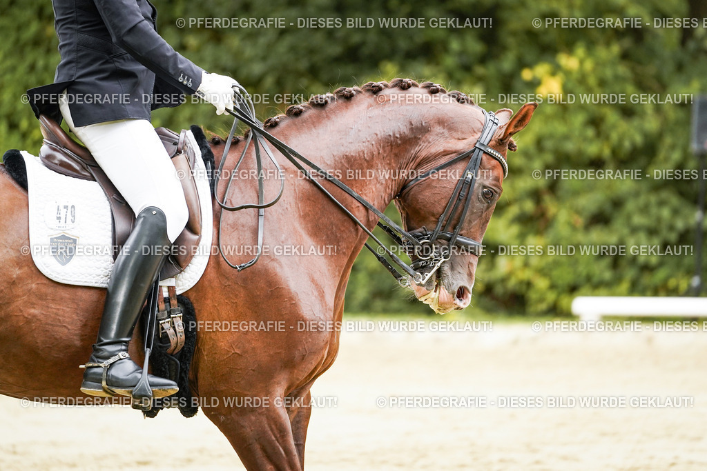 DSC03656 | Pferdegrafie