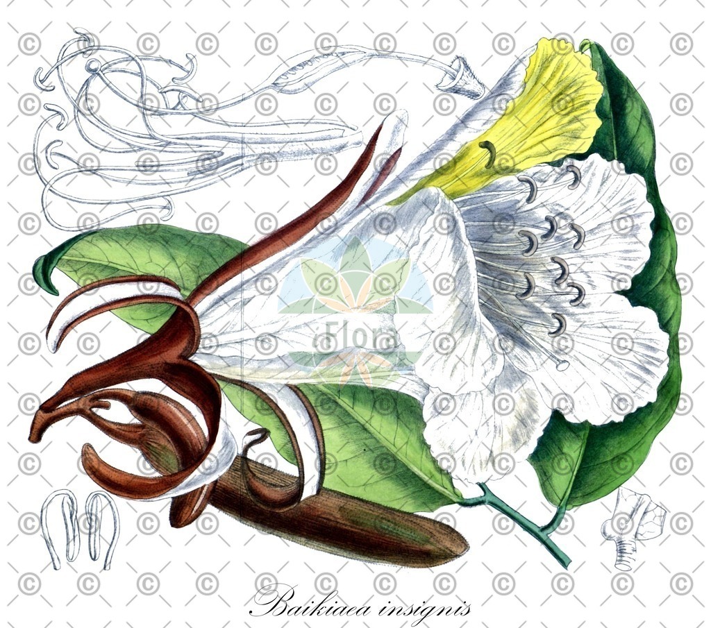 HistAbb_wfo-0001057033_2_ENZY_Simple | Historische Abbildung von Baikiaea insignis - Fabaceae | Historical Illustration of Baikiaea insignis - Fabaceae