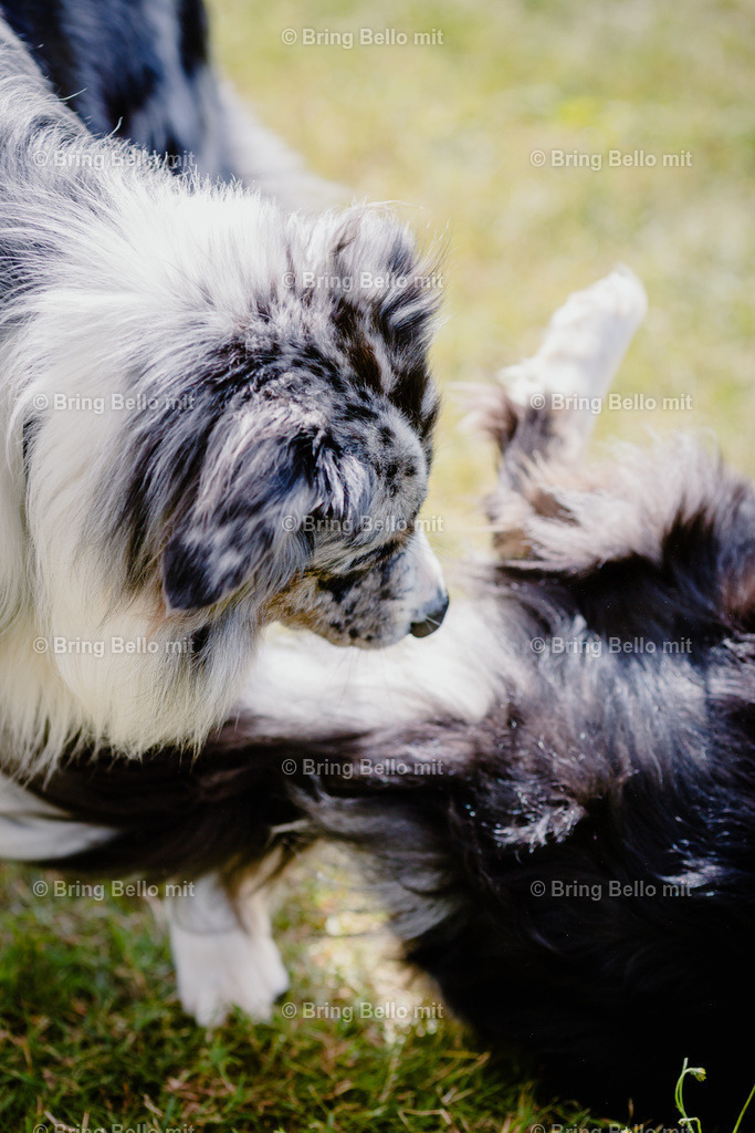 IMG_8364 | Bing Bello mit!  - Realisiert mit Pictrs.com