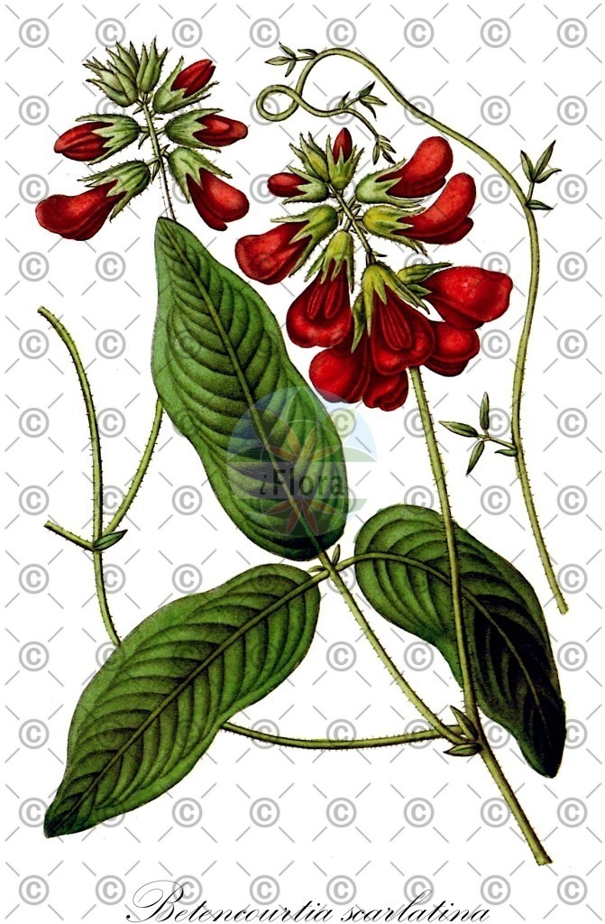 HistAbb_EMP_50875_SRC_Schlechtendal_SIMPLE | Historische Abbildung von Betencourtia scarlatina - Fabaceae | Historical Illustration of Betencourtia scarlatina - Fabaceae