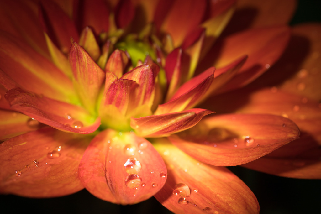 IMG_3754 | ehrlichefotos - Realisiert mit Pictrs.com