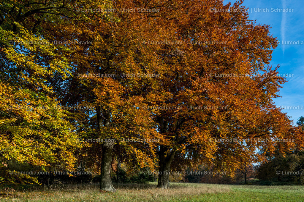 10049-4597 - Landschaftspark Degenershausen | Stockfoto und Bilderpool mit Bildmaterial aus Deutschland, dem Harz, Halberstadt, Quedlinburg, Wernigerode und weltweit. Qualitativ hochwertige und professionelle Fotos anschauen und kaufen. - Realisiert mit Pictrs.com