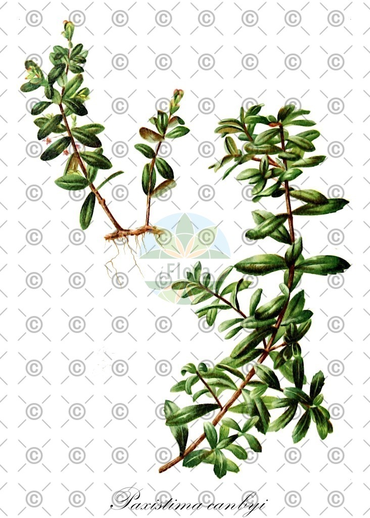 HistAbb_wfo-0000266121_1_ENZY_Simple | Historische Abbildung von Paxistima canbyi - Celastraceae | Historical Illustration of Paxistima canbyi - Celastraceae (canby's mountain-lover;cliff green)