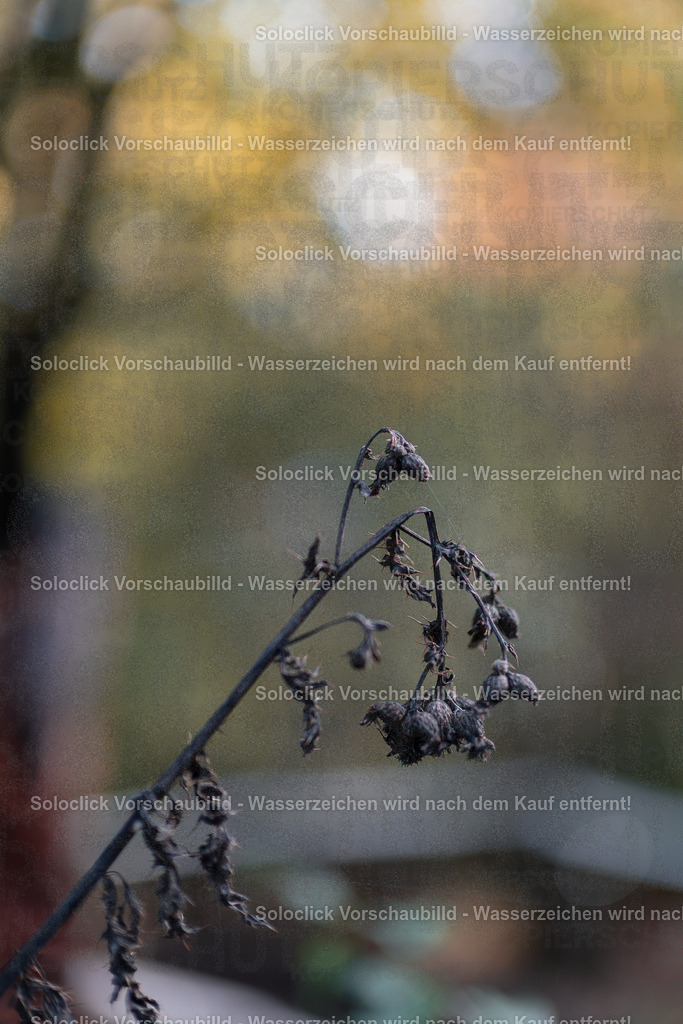 renaldo23_gravity-cup_kgl26__0027 | soloclick - Realisiert mit Pictrs.com