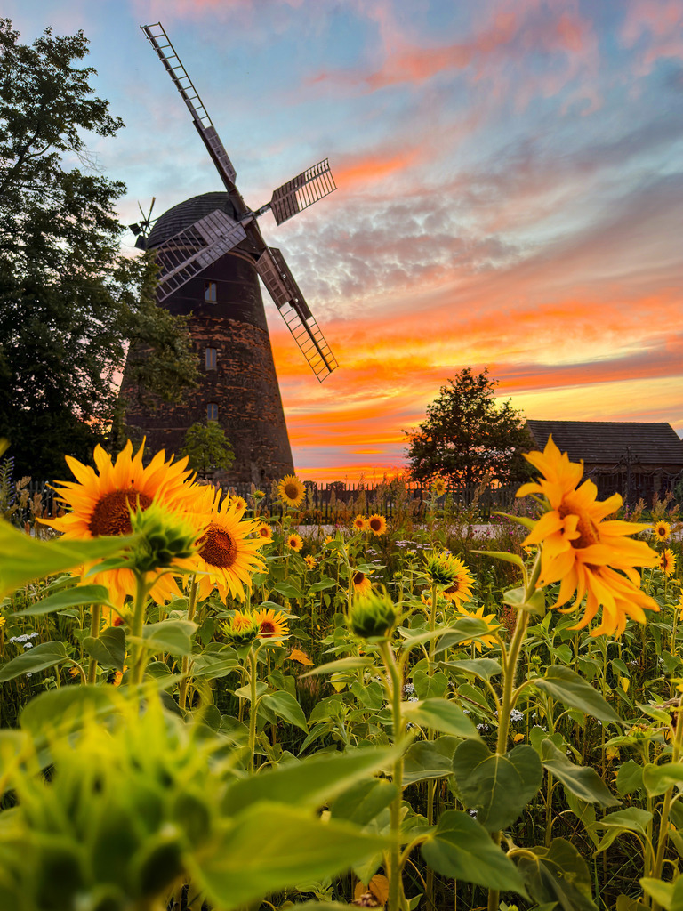 Historische Mühle, Deutschland | Das Foto zeigt eine historische Windmühle im Großräschener Ortsteil Dörrwalde in Brandenburg in Deutschland vor einem Sonnenblumenfeld. Die Aufnahme wurde an einem Juliabend bei Sonnenuntergang gemacht, was die Szene in ein warmes Licht taucht und den Himmel farbenfroh erstrahlen lässt.Unsere Empfehlung: Alu-Dibond oder Acrylglas - Realisiert mit Pictrs.com