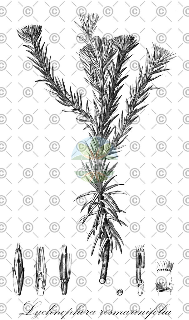HistAbb_wfo-0001022497_2_ENZY_Simple | Historische Abbildung von Lychnophora rosmarinifolia - Asteraceae | Historical Illustration of Lychnophora rosmarinifolia - Asteraceae