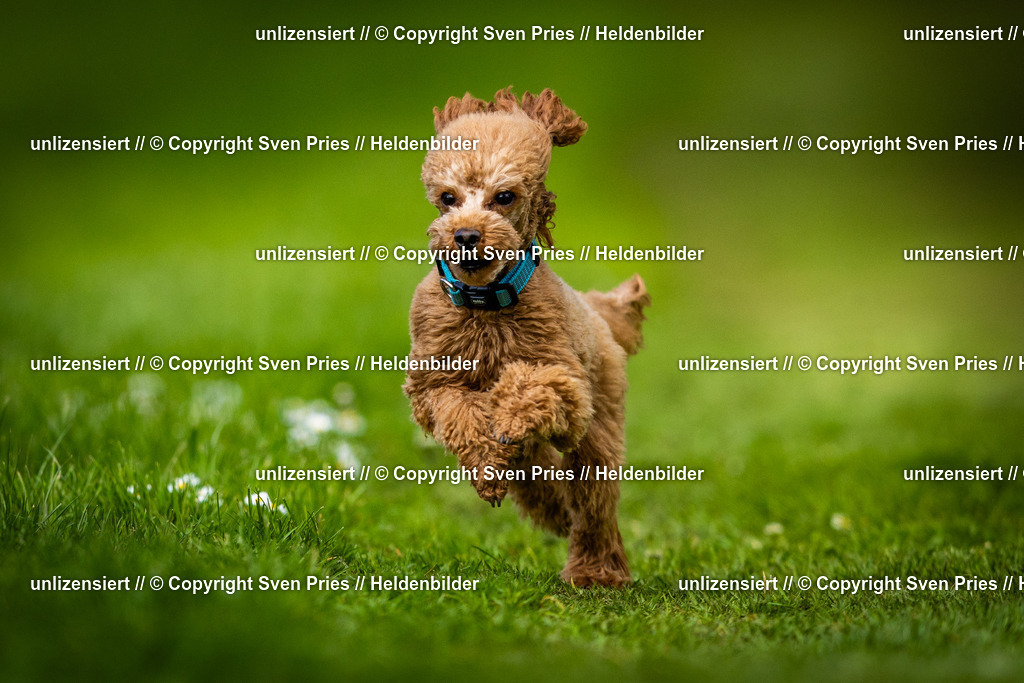 Sven Pries | 2025-04-13 - Hunderennen Baden-Baden - Realisiert mit Pictrs.com