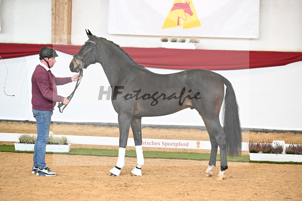 Kat-Nr. 25 Dimaggio Black x Fidertanz_Gestuet Sprehe_47240362 | hf-fotografie - Realizzato con Pictrs.com