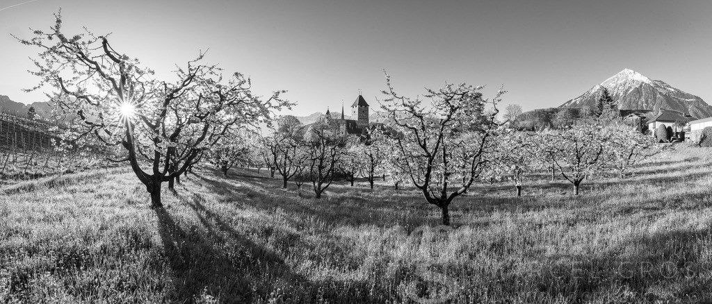 20250411_Spiez-0120-Pano | Die ideale Geschenkidee für Naturliebhaber. Naturbilder von Marcel Gross Photography für ihr Zuhause in den verschiedensten Formaten und Materialien. - Realisiert mit Pictrs.com