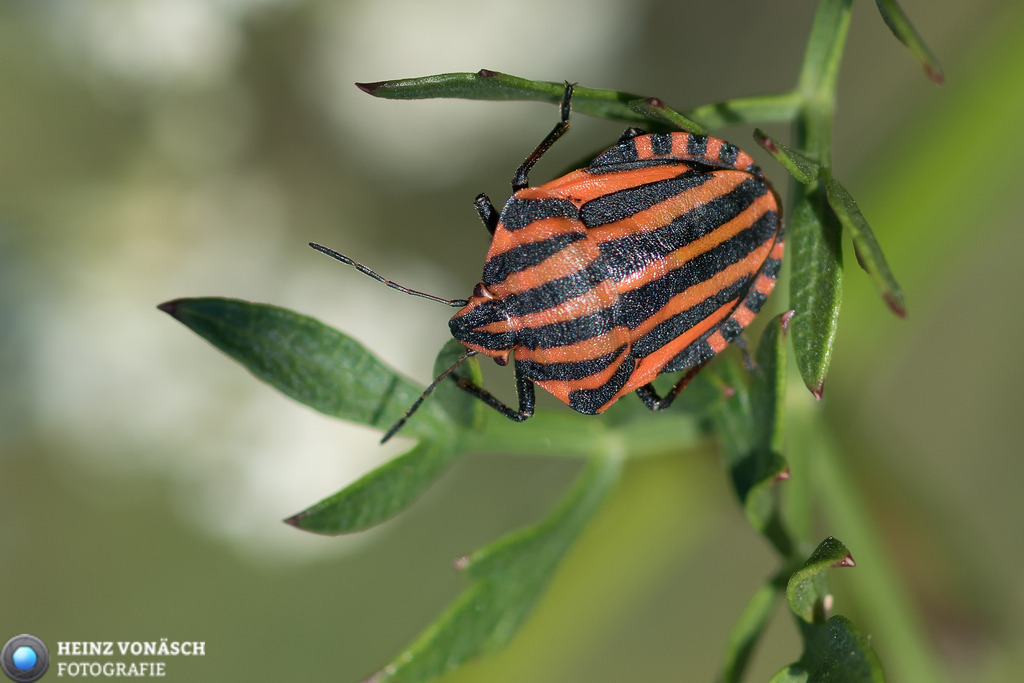 Tiere_0001 | Alle Bilder von Heinz Vonäsch Fotografie können alle zu günstigen Preisen gekauft werden! Download der Bilder, Ausdrucke, Postkarten, Tassen T-Shirts, Kalender, Alu- Dibond usw. - Realisiert mit Pictrs.com