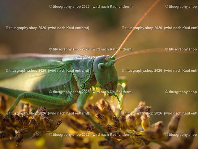 P9141166-topaz-sharpen-ln-1 | Fotokunstarbeit aus der INSTAGRAM-Gallerie auf titusgraphy.eu - Realisiert mit Pictrs.com
