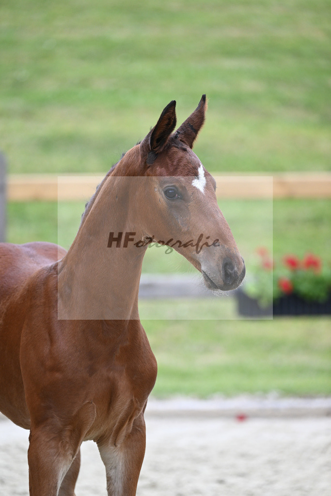 Kat-Nr. 23 HF Emperor_Feigl_17230597 | hf-fotografie - Realizzato con Pictrs.com
