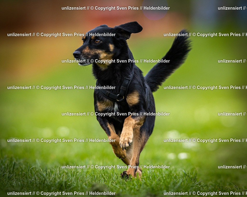 Sven Pries | 2025-04-13 - Hunderennen Baden-Baden - Realisiert mit Pictrs.com